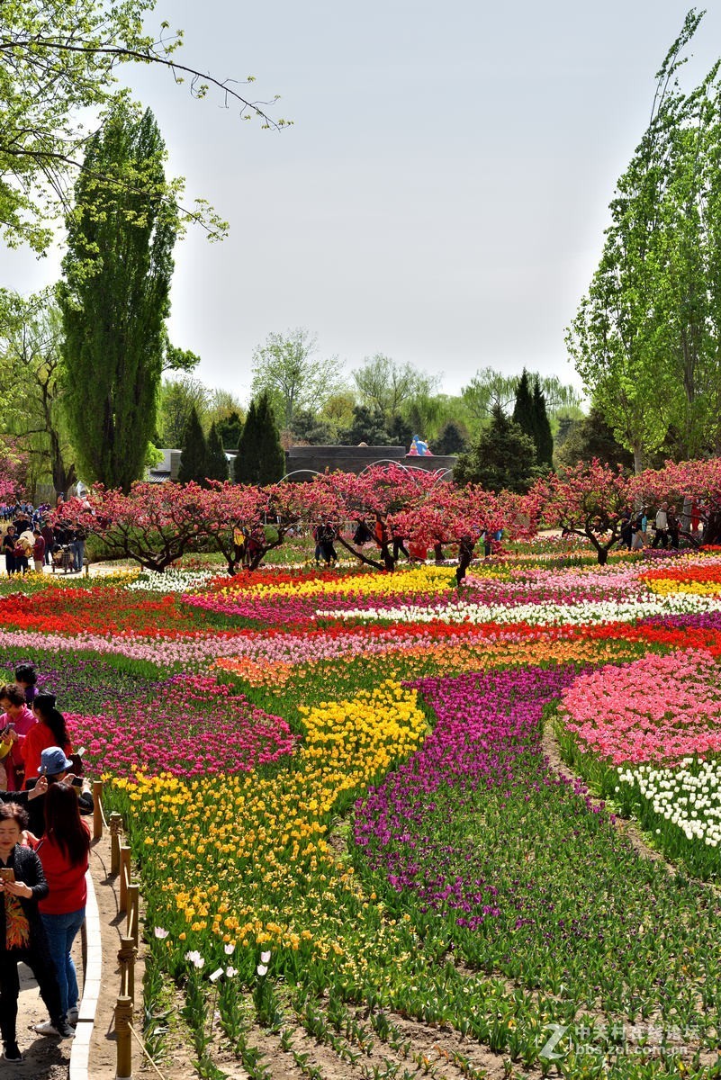 香山北京植物园---人如潮花似海  （2）