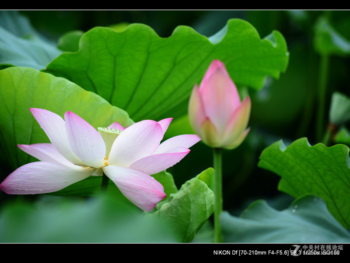 尼康70--210老头的确就是一个好色之徒。