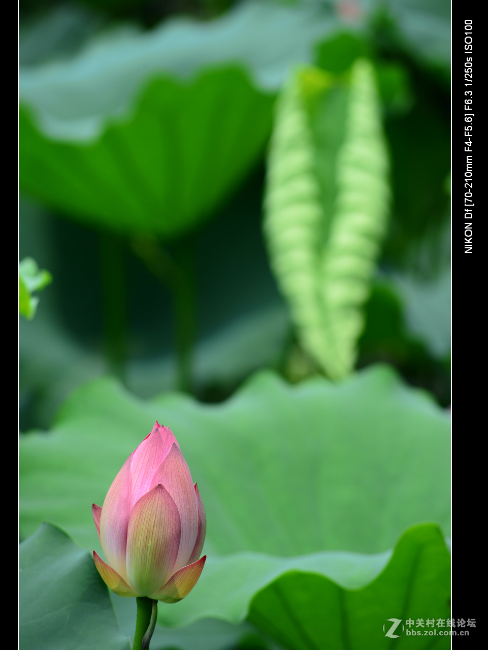 尼康70--210老头的确就是一个好色之徒。