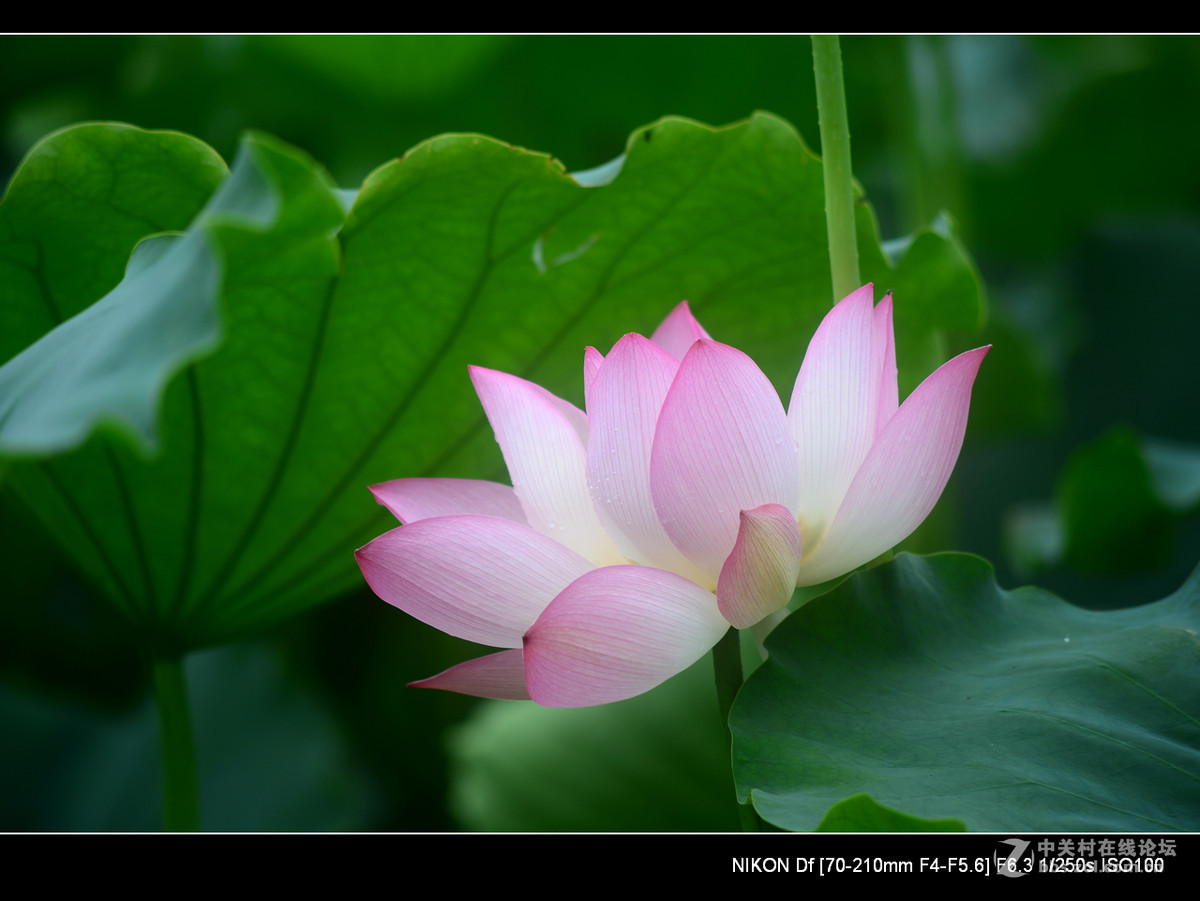 尼康70--210老头的确就是一个好色之徒。