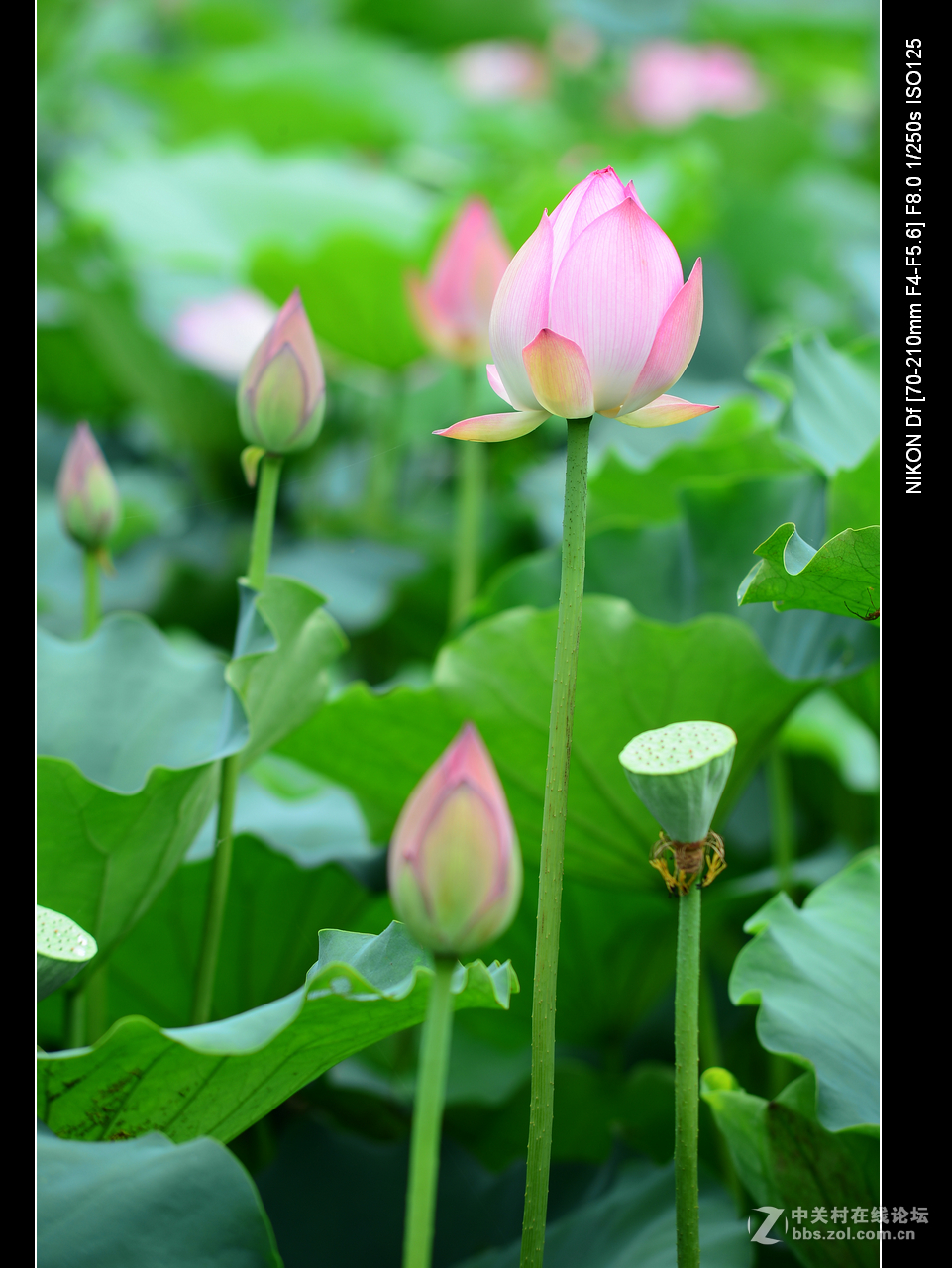 尼康70--210老头的确就是一个好色之徒。