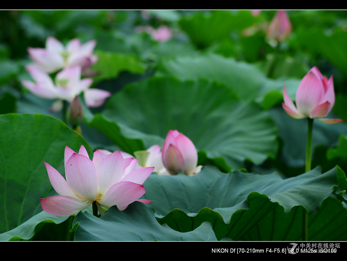 尼康70--210老头的确就是一个好色之徒。