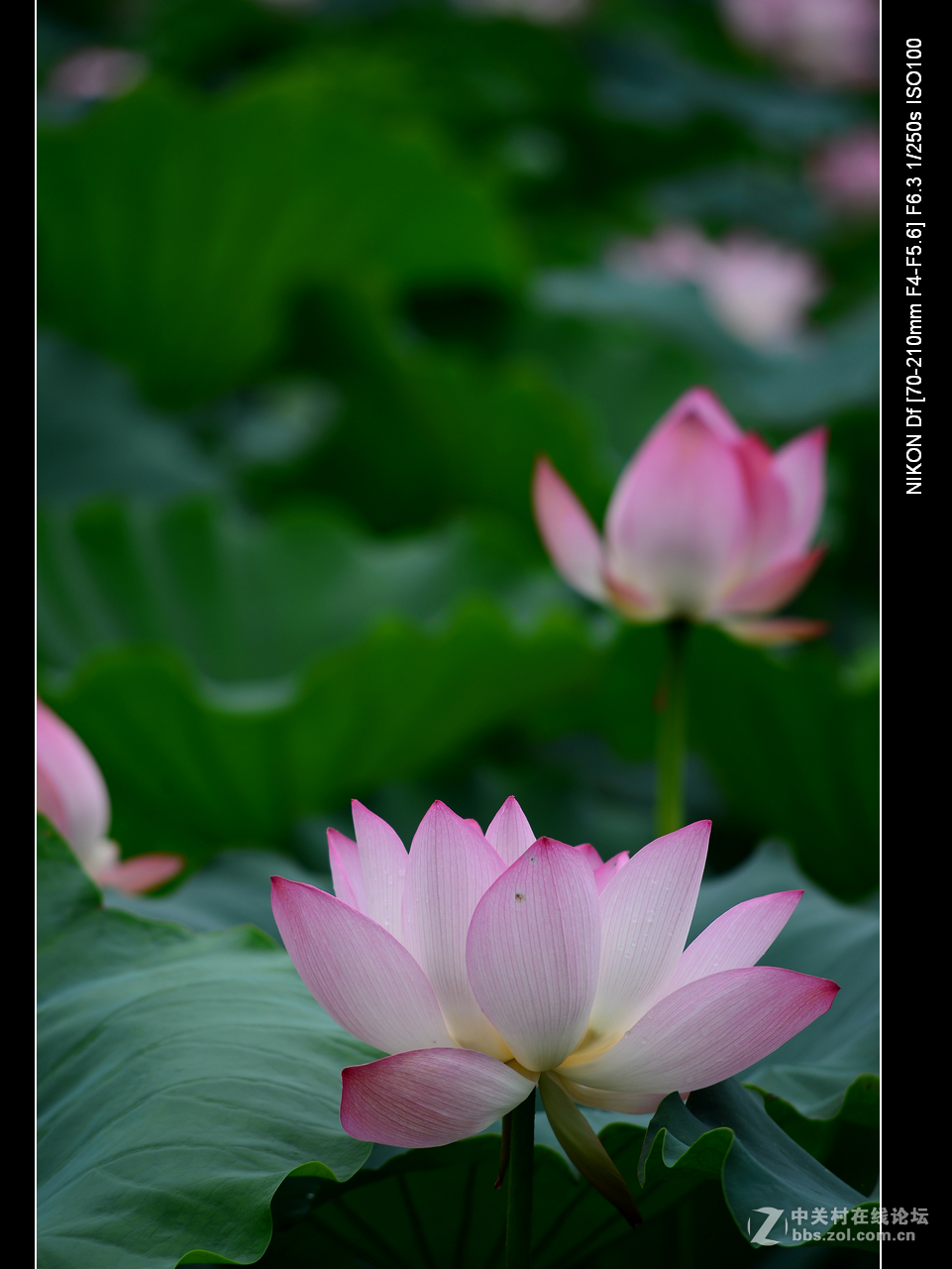 尼康70--210老头的确就是一个好色之徒。