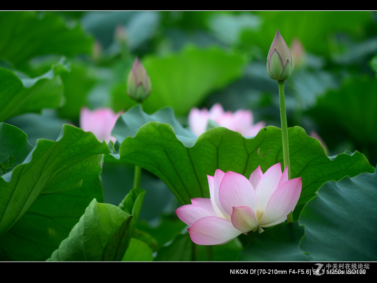 尼康70--210老头的确就是一个好色之徒。