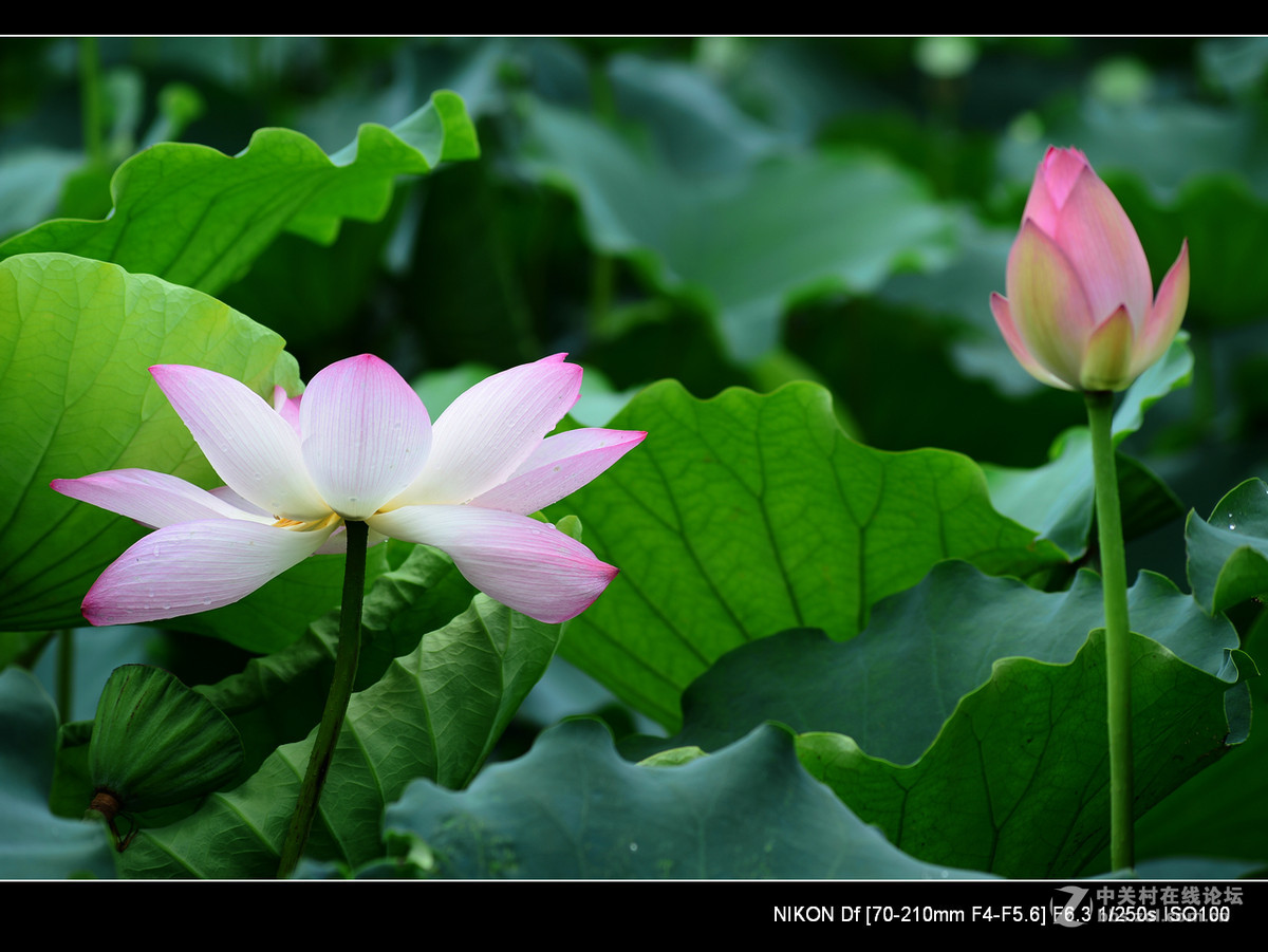 尼康70--210老头的确就是一个好色之徒。