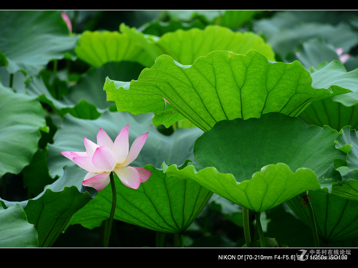 尼康70--210老头的确就是一个好色之徒。