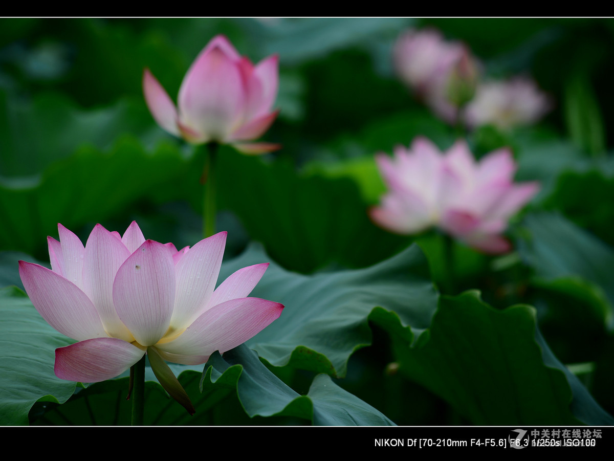 尼康70--210老头的确就是一个好色之徒。