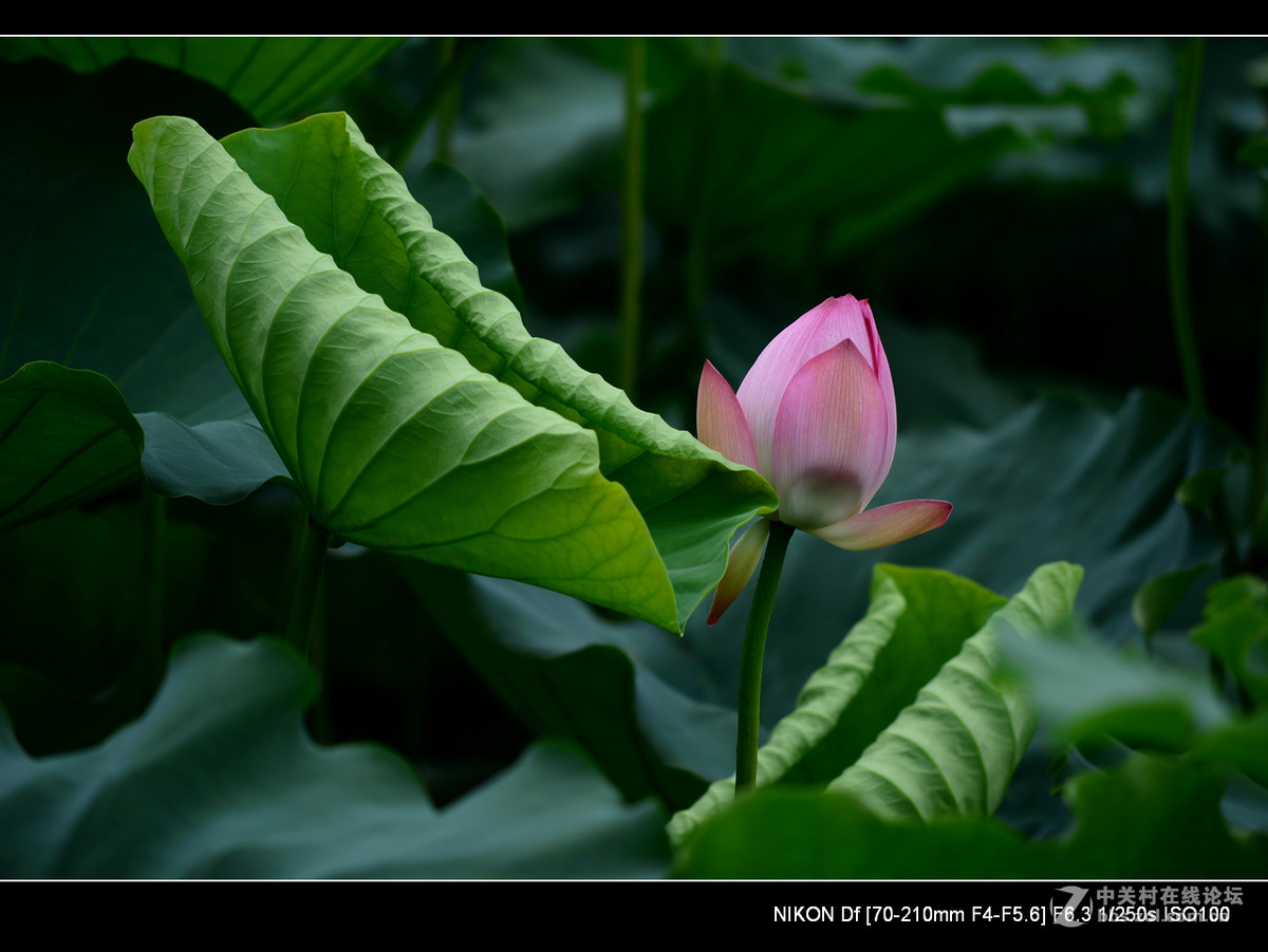 尼康70--210老头的确就是一个好色之徒。