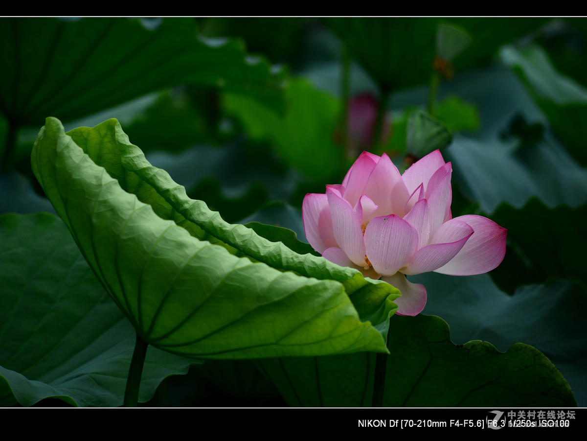 尼康70--210老头的确就是一个好色之徒。