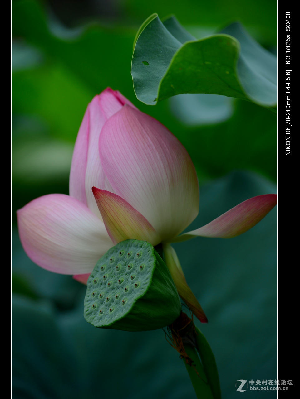 尼康70--210老头的确就是一个好色之徒。