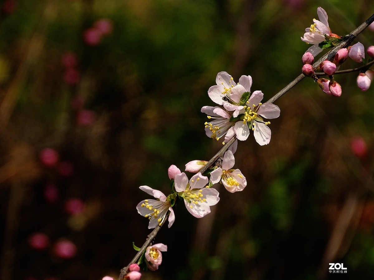 山桃花——下