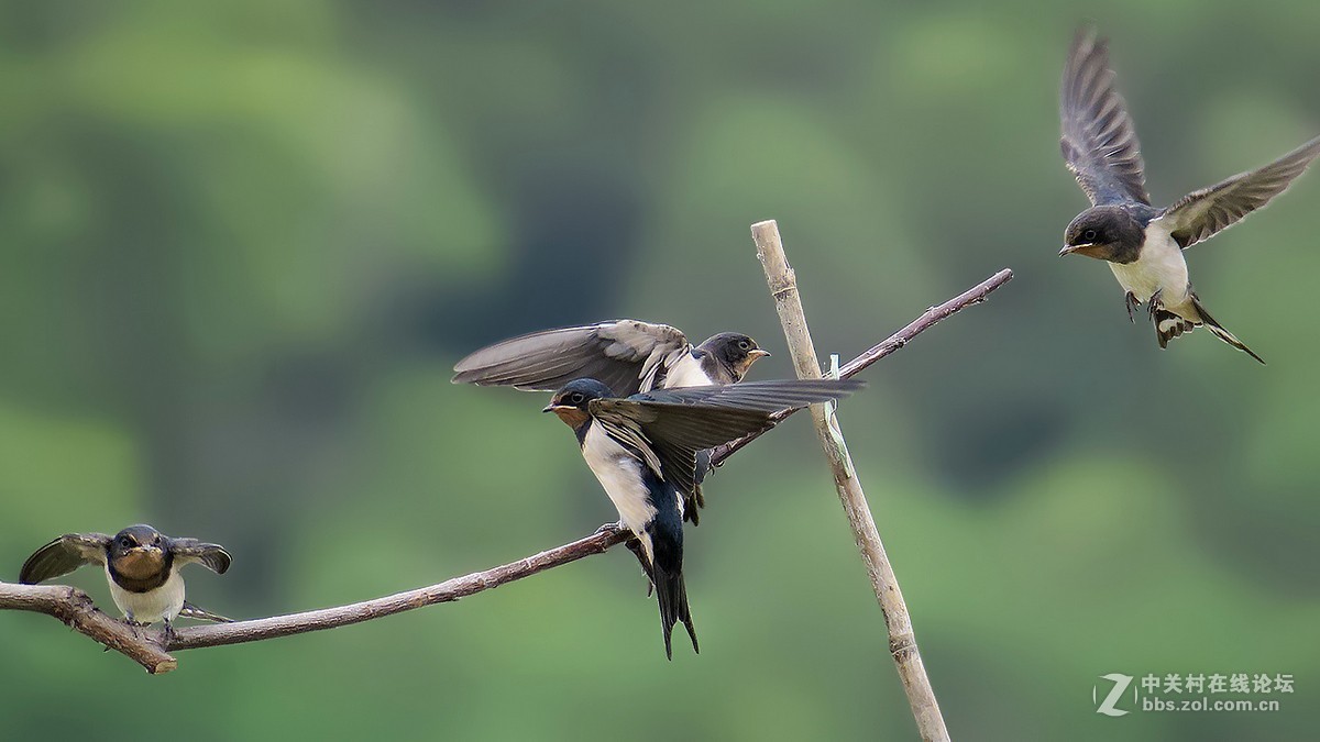 2018年打鳥【238】--- 連拍燕子(七)-中關村在線攝影論壇