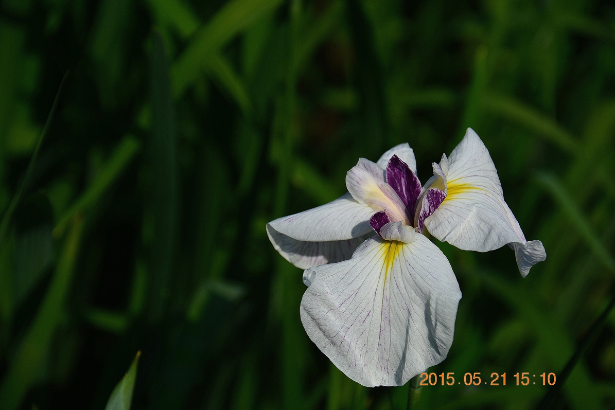花卉之三白色花菖蒲
