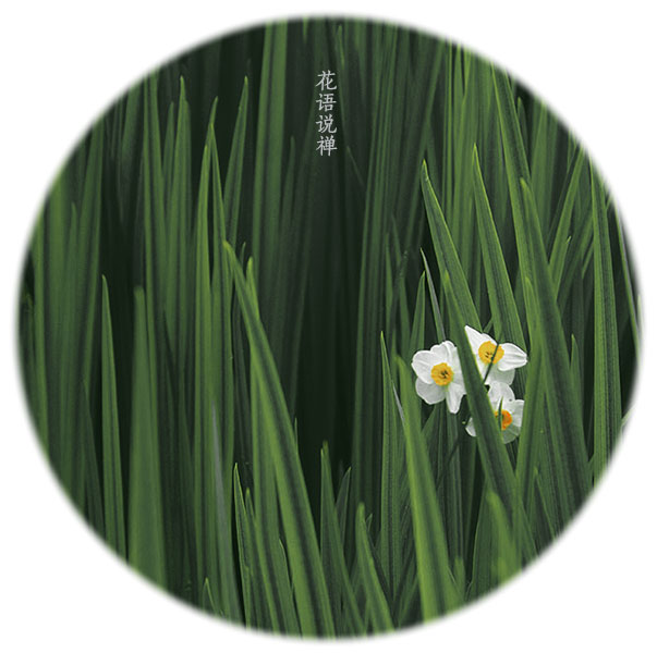 【花语说禅】
