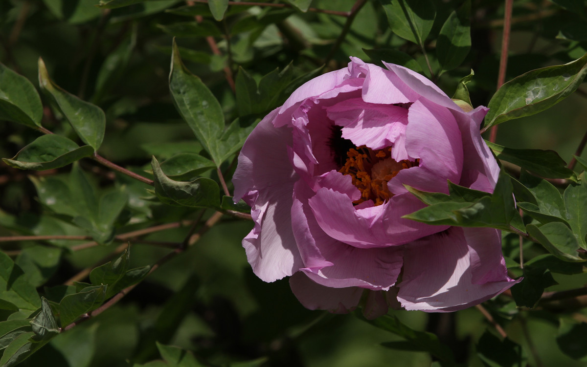 魅力甘肃8古河州牡丹