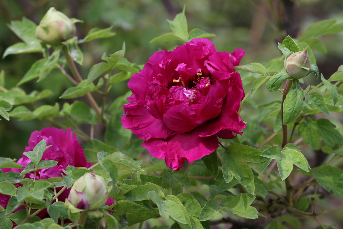 魅力甘肃8古河州牡丹