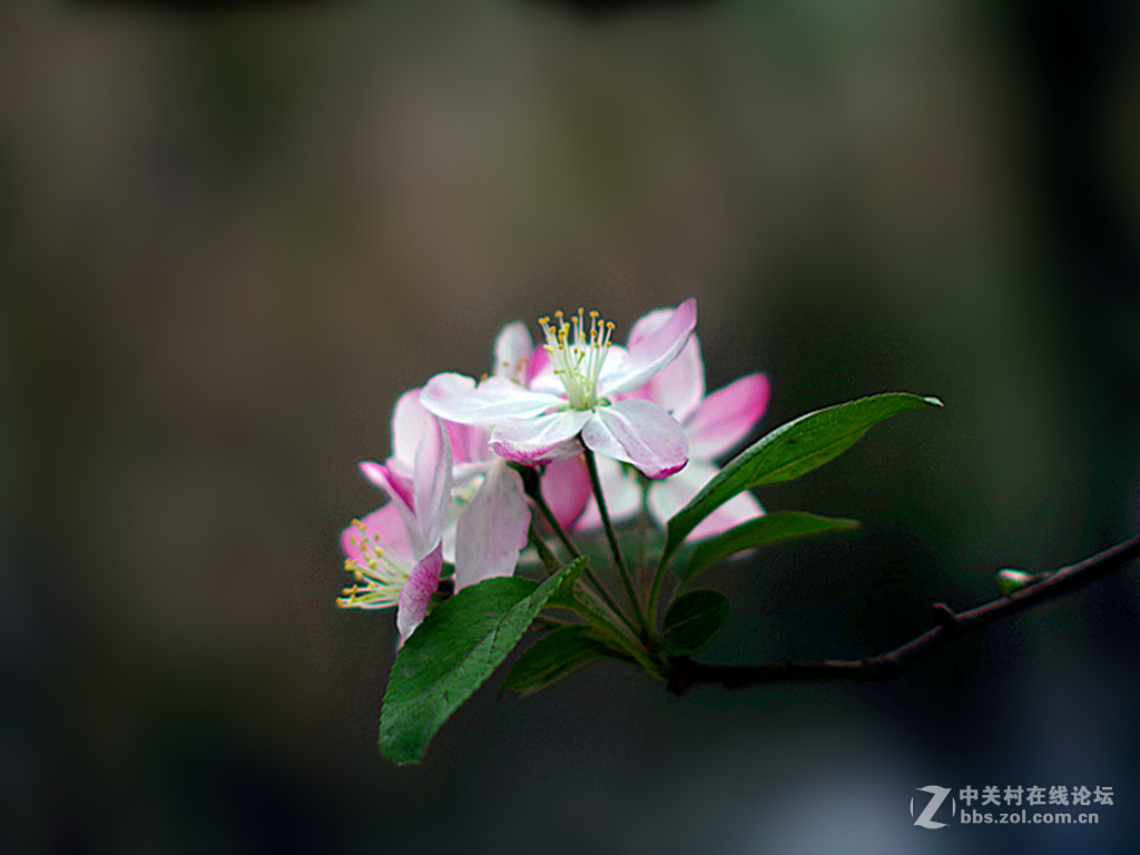 理光501.7拍垂丝海棠