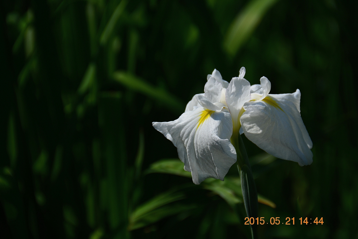 花卉之三白色花菖蒲