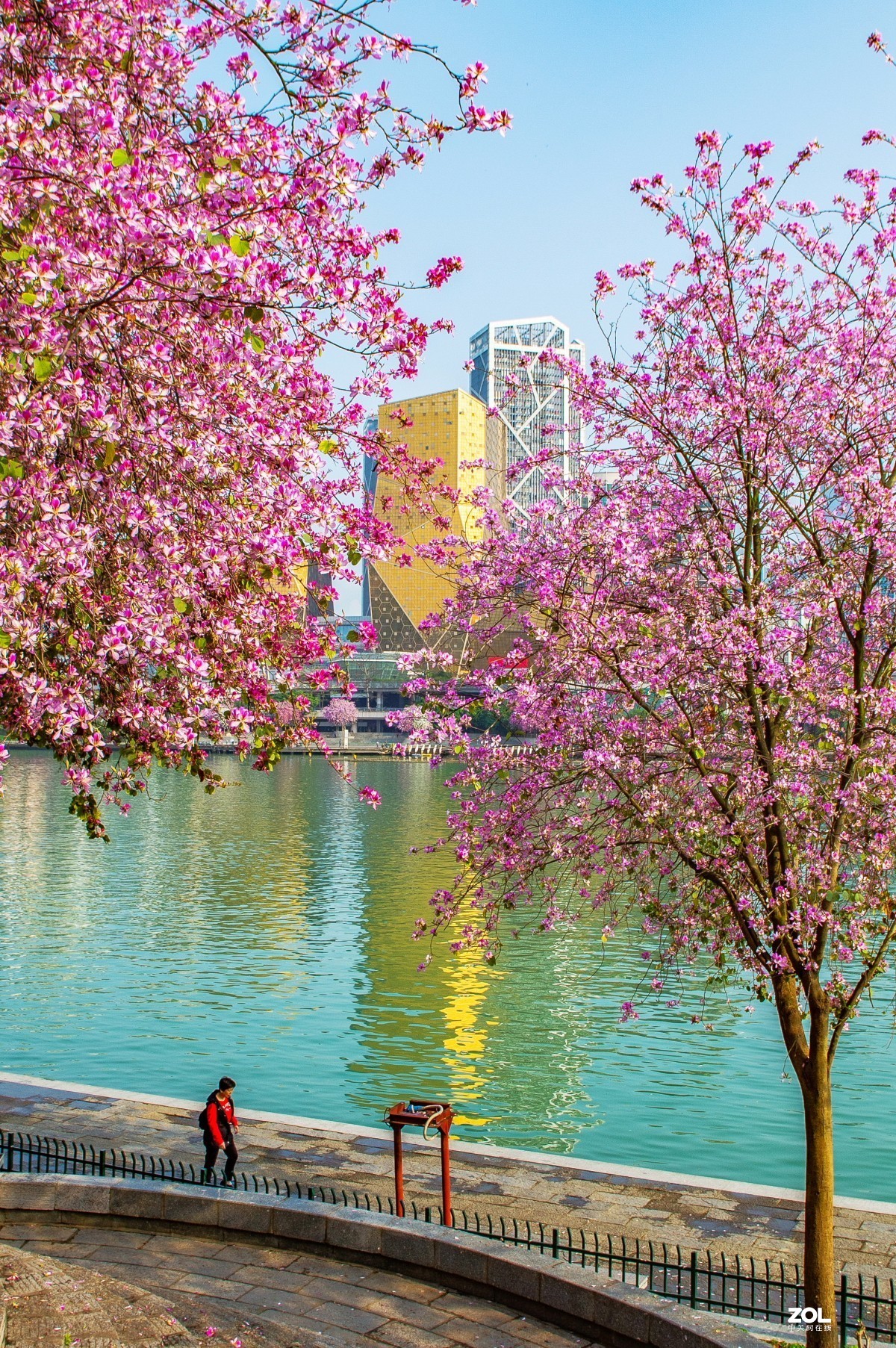 在那鲜花盛开的地方柳州洋紫荆花风光风景拍摄续