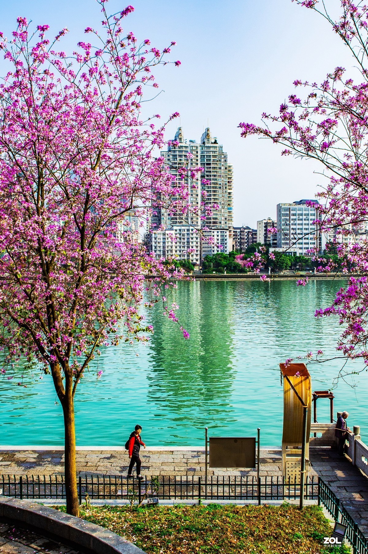 在那鲜花盛开的地方柳州洋紫荆花风光风景拍摄续