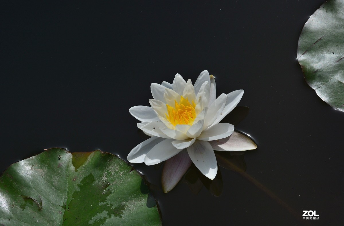 夏日公园芳菲尽        唯有睡莲独出浴