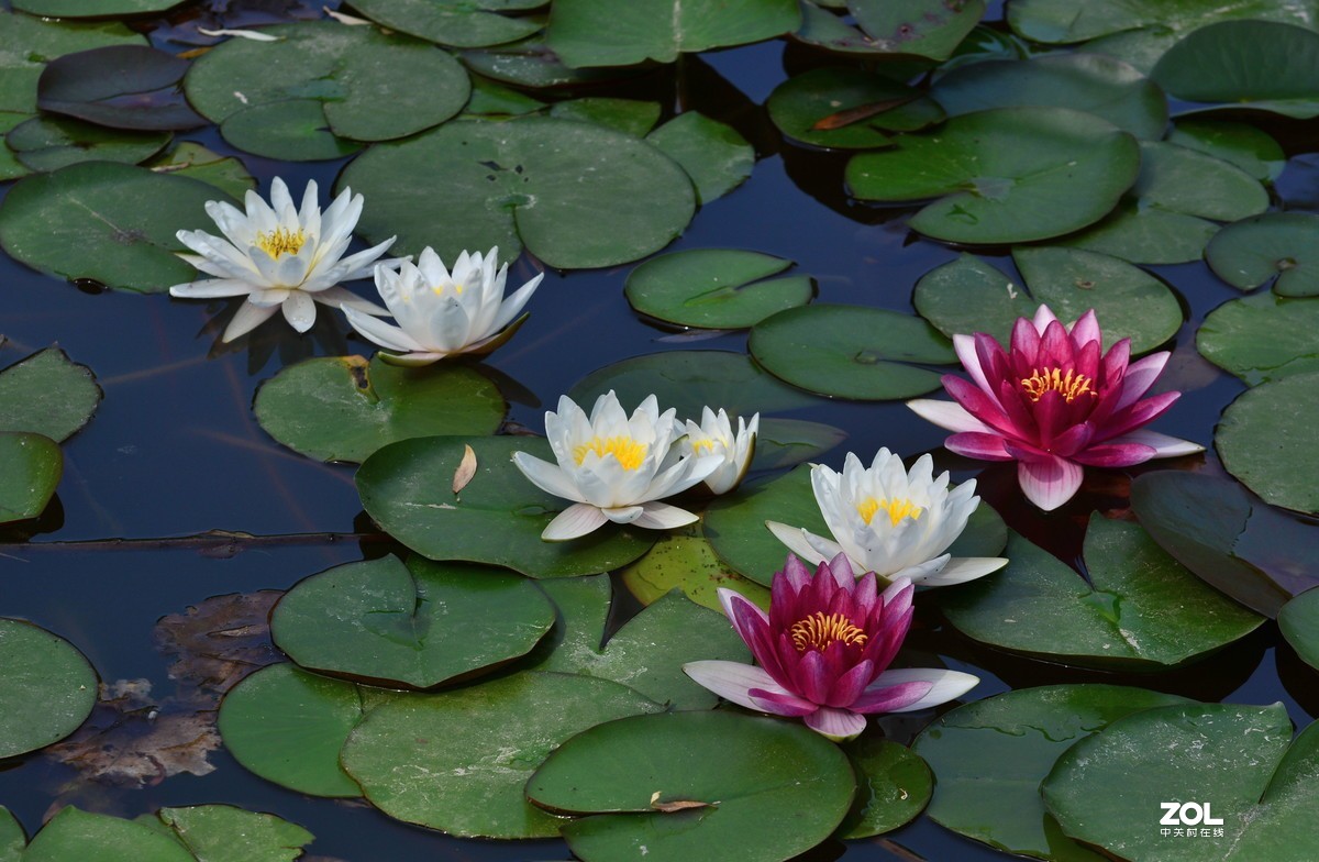 夏日公园芳菲尽        唯有睡莲独出浴