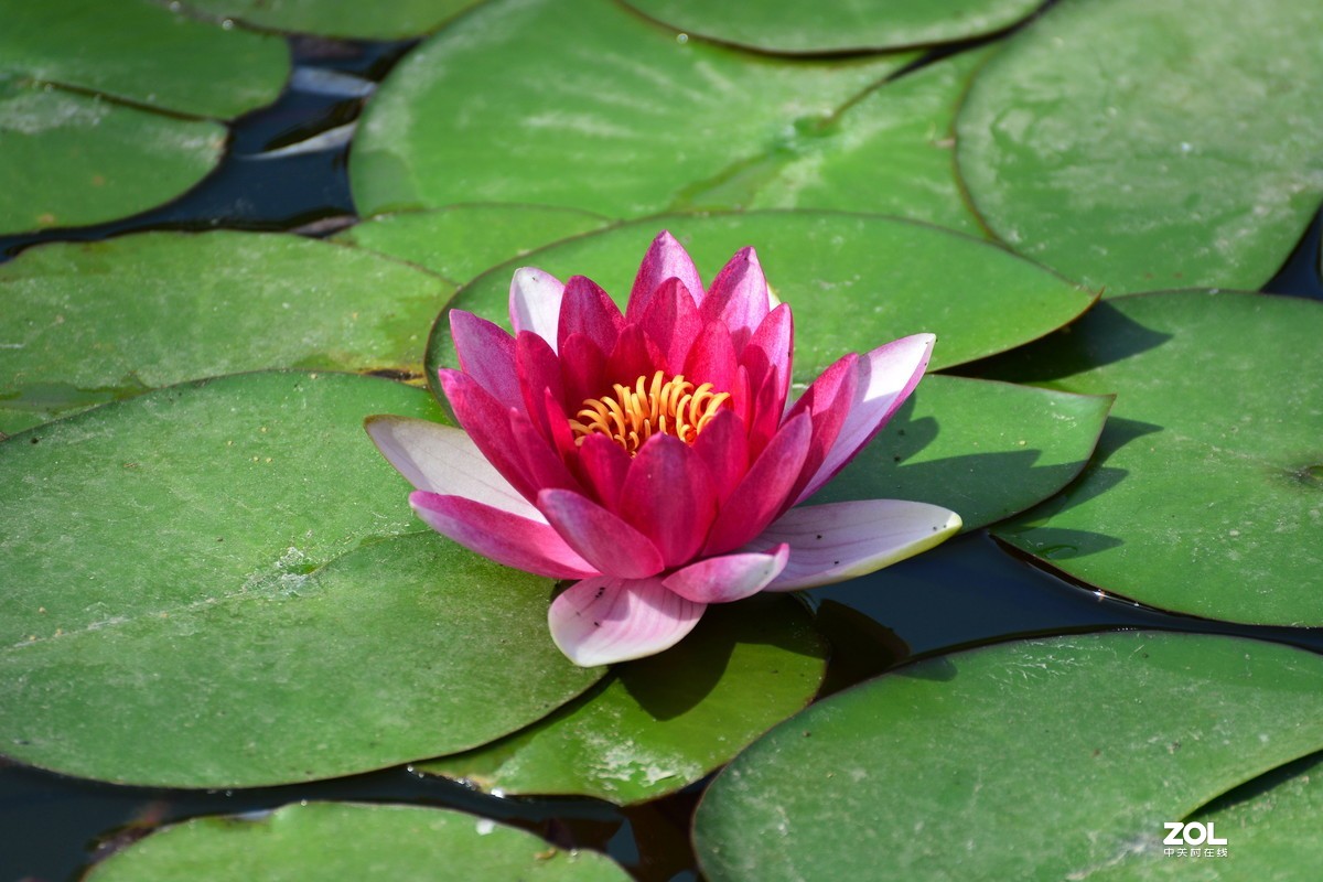 夏日公园芳菲尽        唯有睡莲独出浴