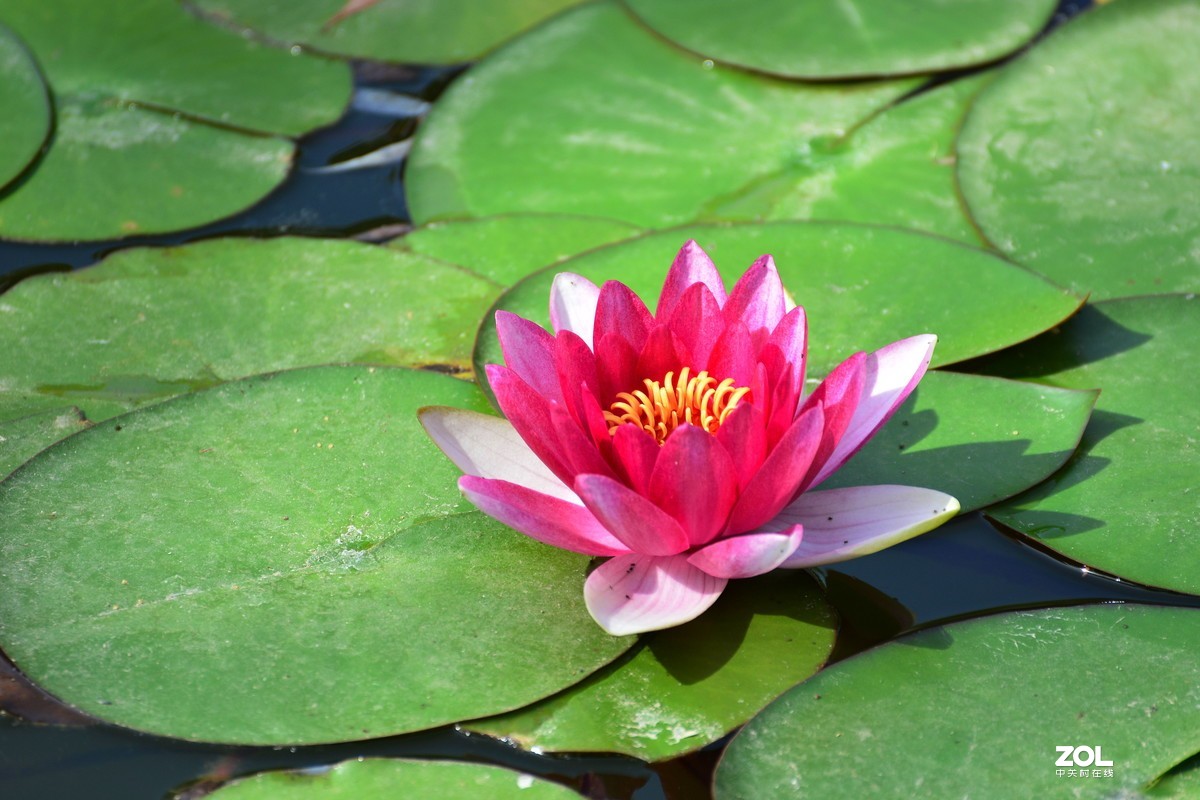 夏日公园芳菲尽        唯有睡莲独出浴