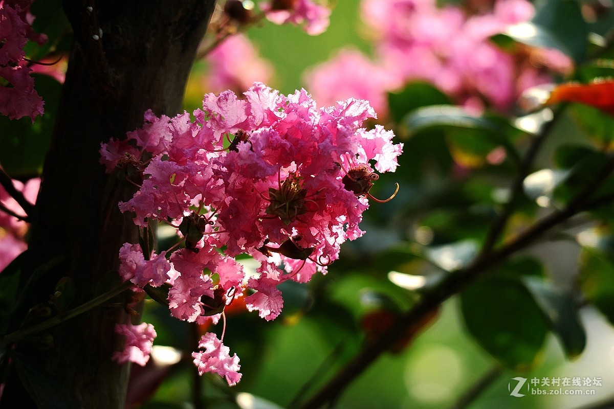 新机试镜—花影试拍