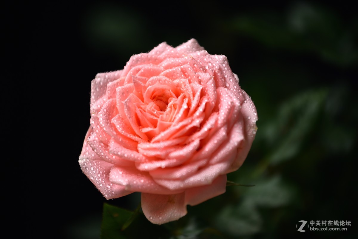 邻家女孩养的花