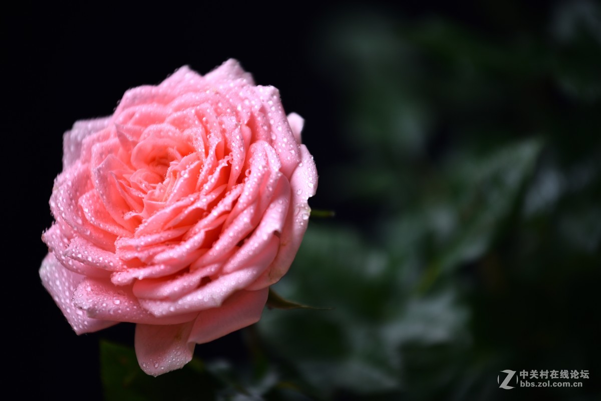 邻家女孩养的花