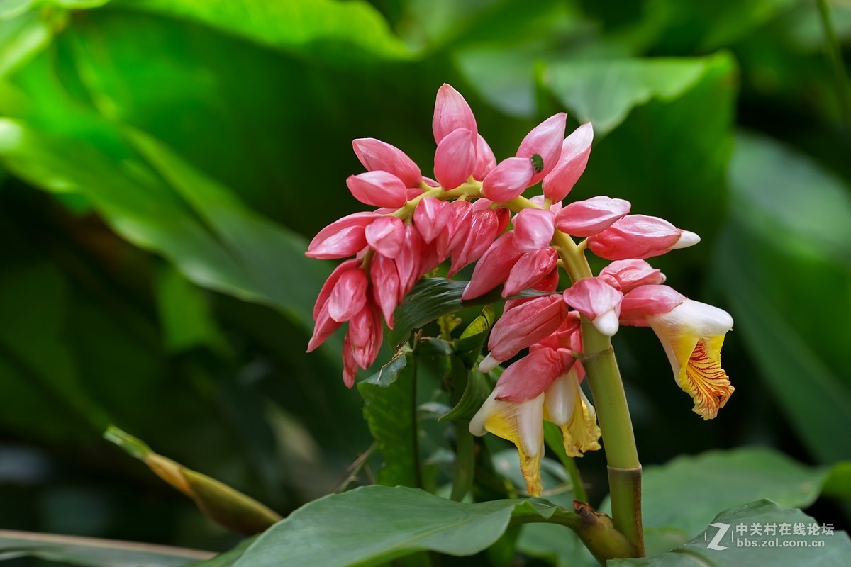 山姜花