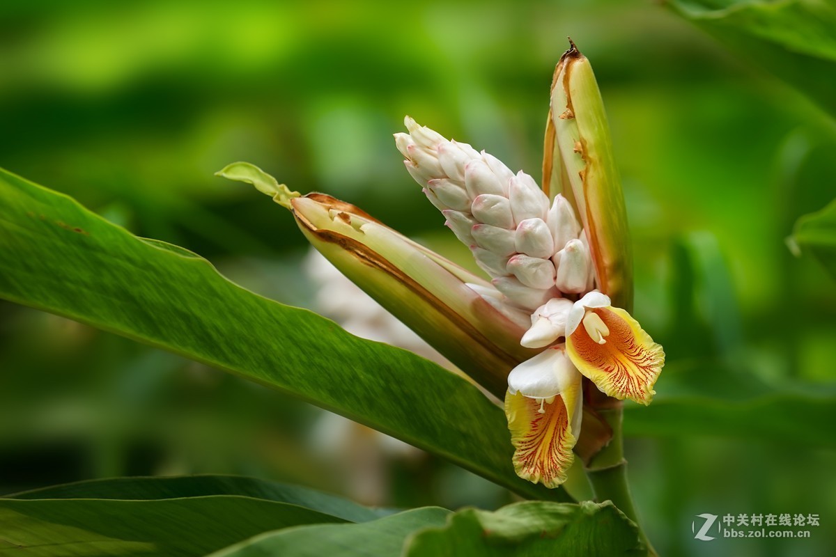 山姜花