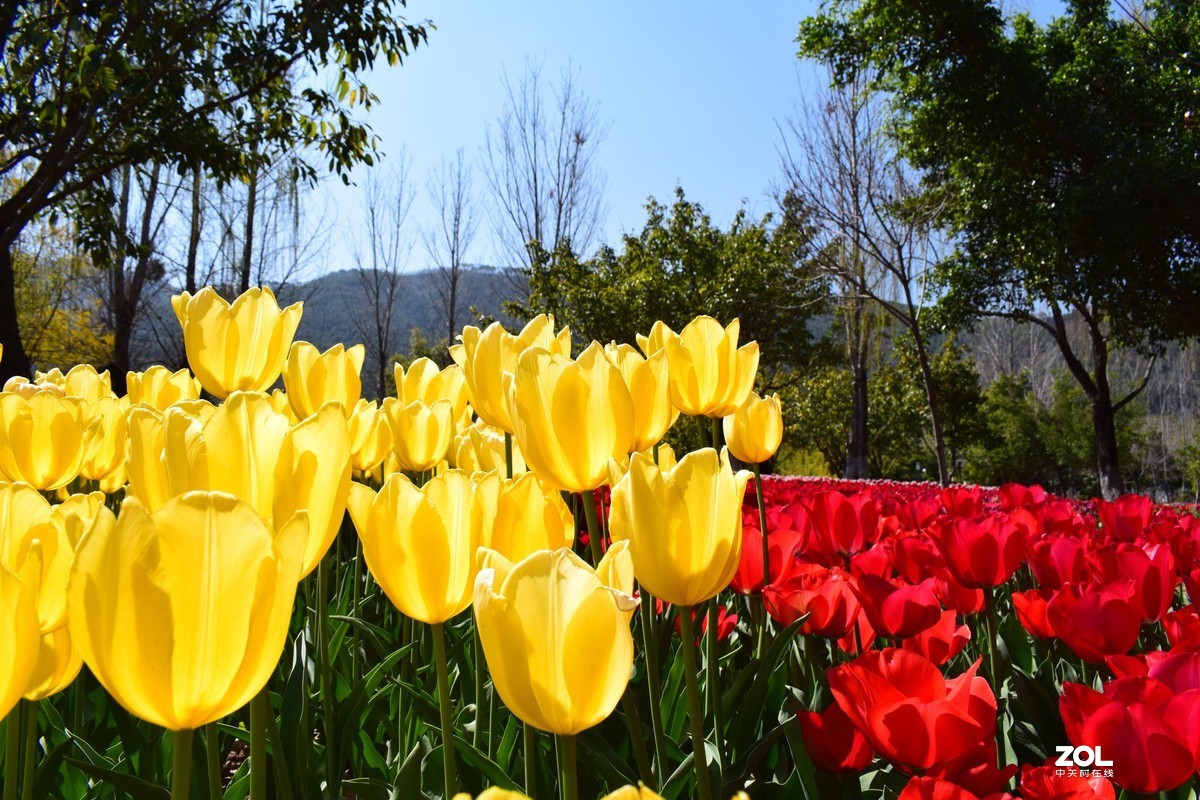 西昌論壇 邛瀘景區重新開放,邛海觀鳥島溼地公園賞鬱金香花海,原圖奉