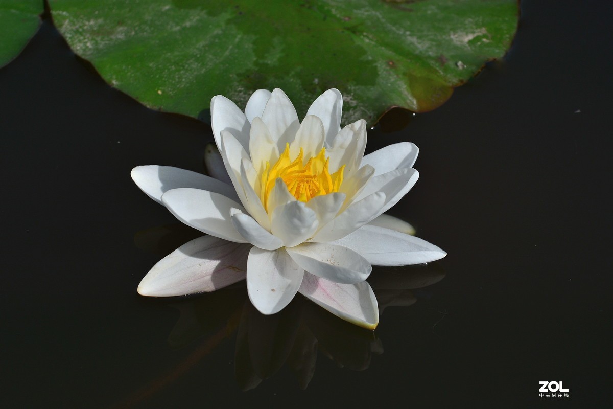 夏日公园芳菲尽        唯有睡莲独出浴