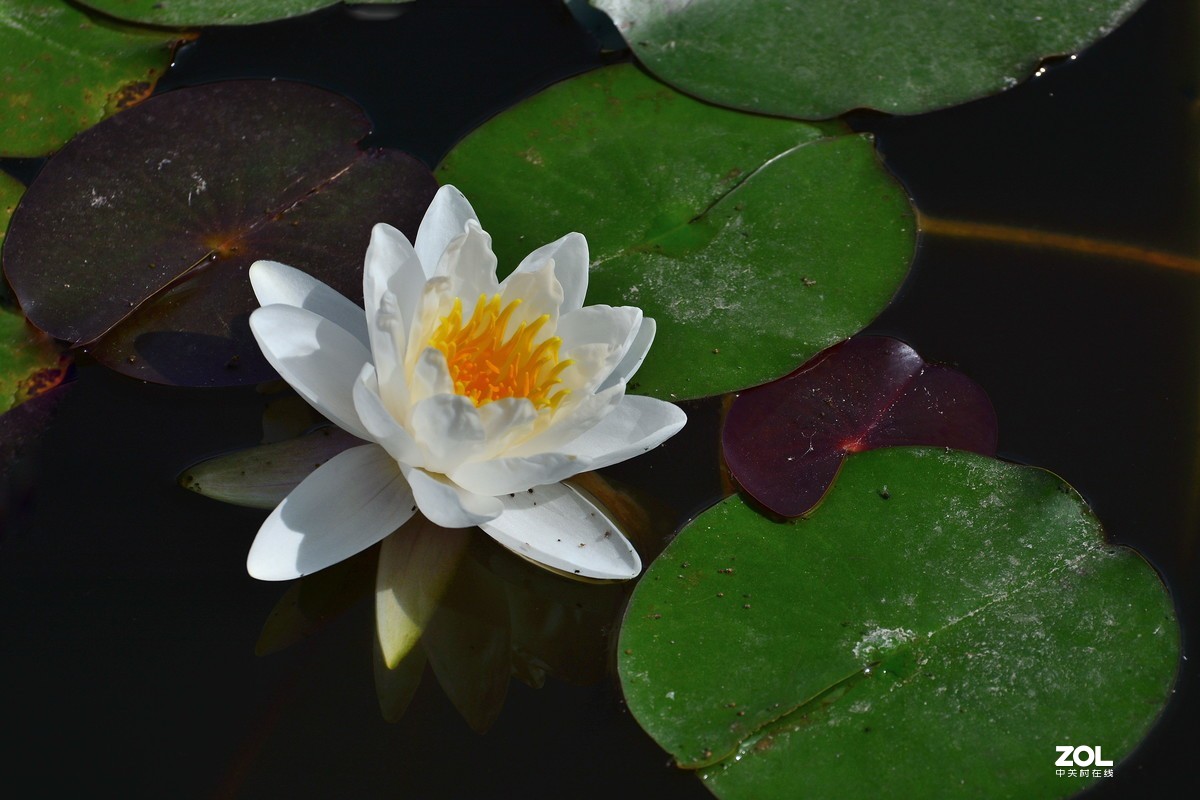 夏日公园芳菲尽        唯有睡莲独出浴