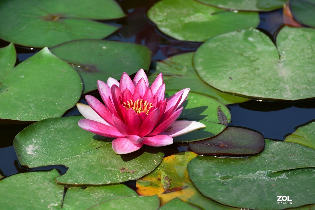 夏日公园芳菲尽        唯有睡莲独出浴