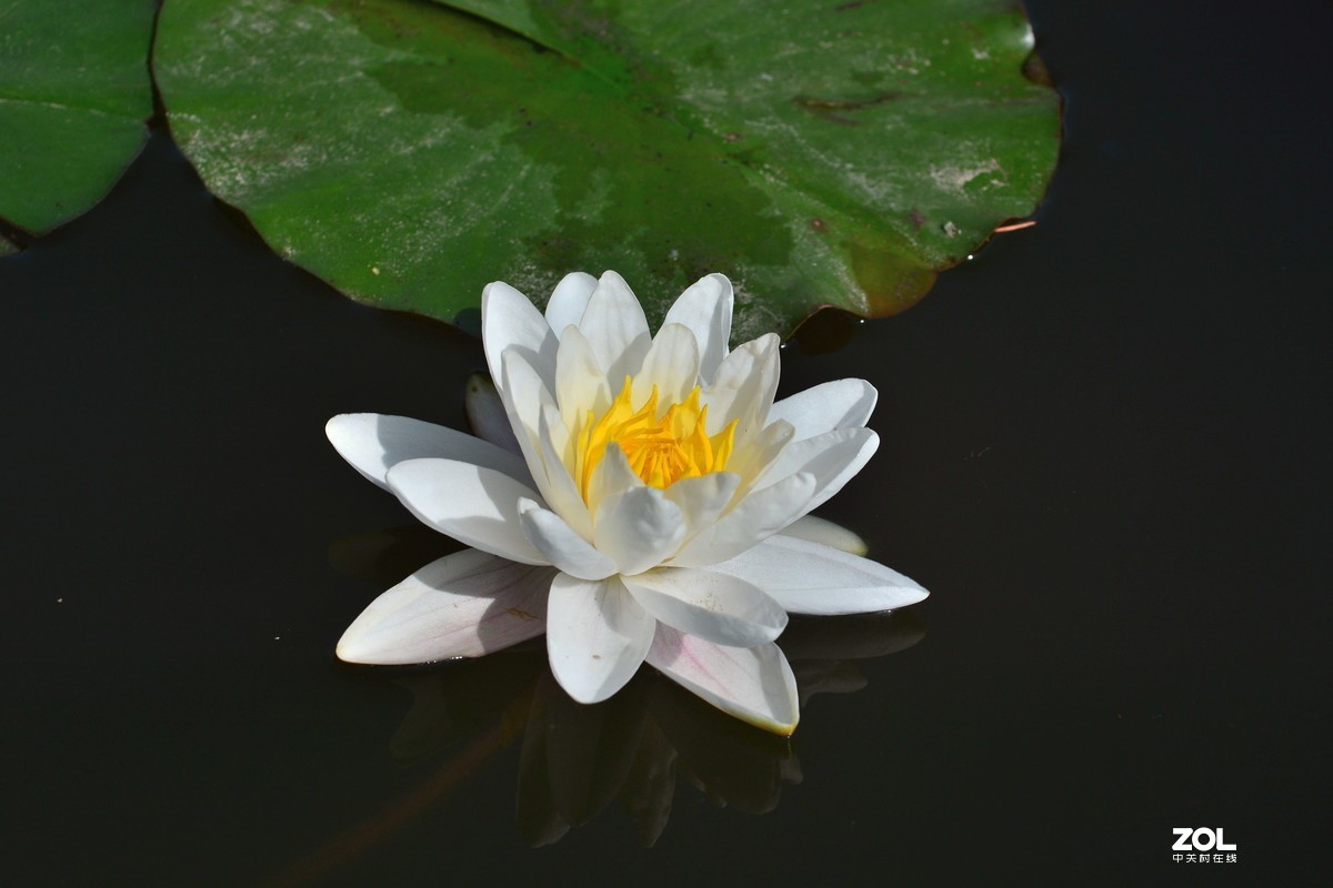 夏日公园芳菲尽        唯有睡莲独出浴