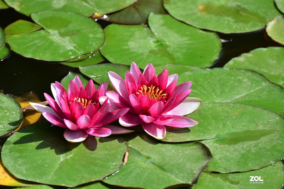 夏日公园芳菲尽        唯有睡莲独出浴