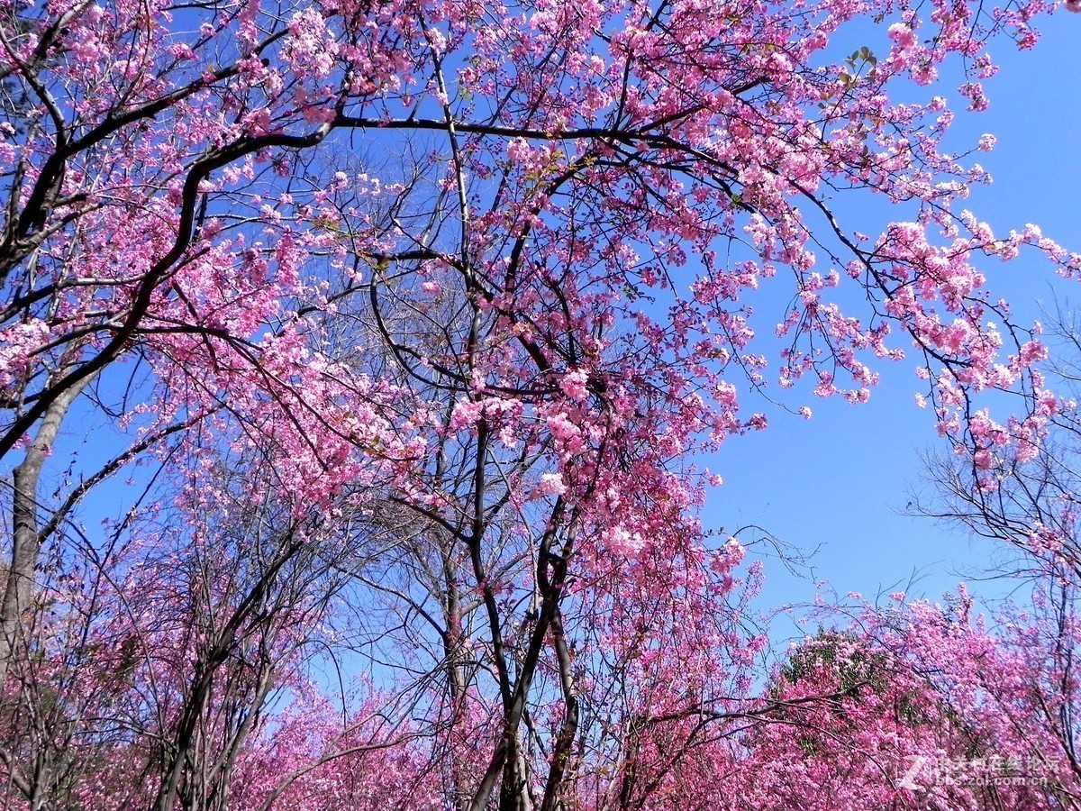 樱花烂漫