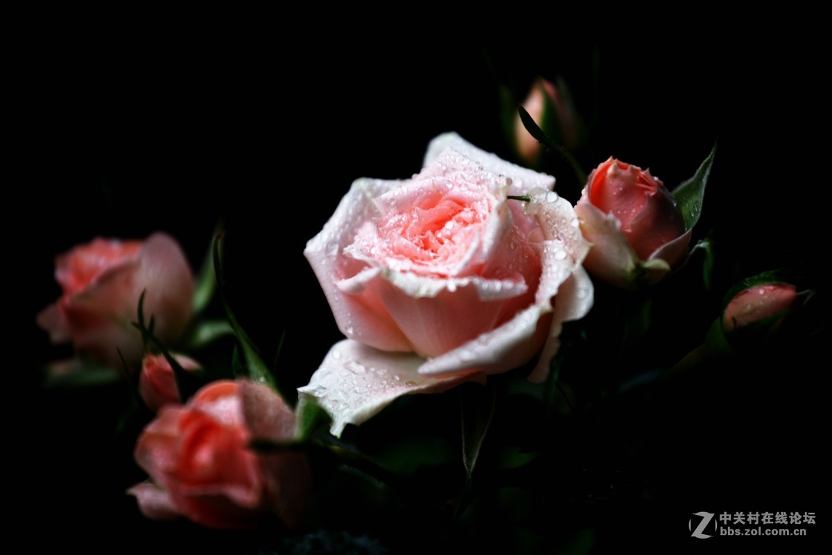 邻家女孩养的花