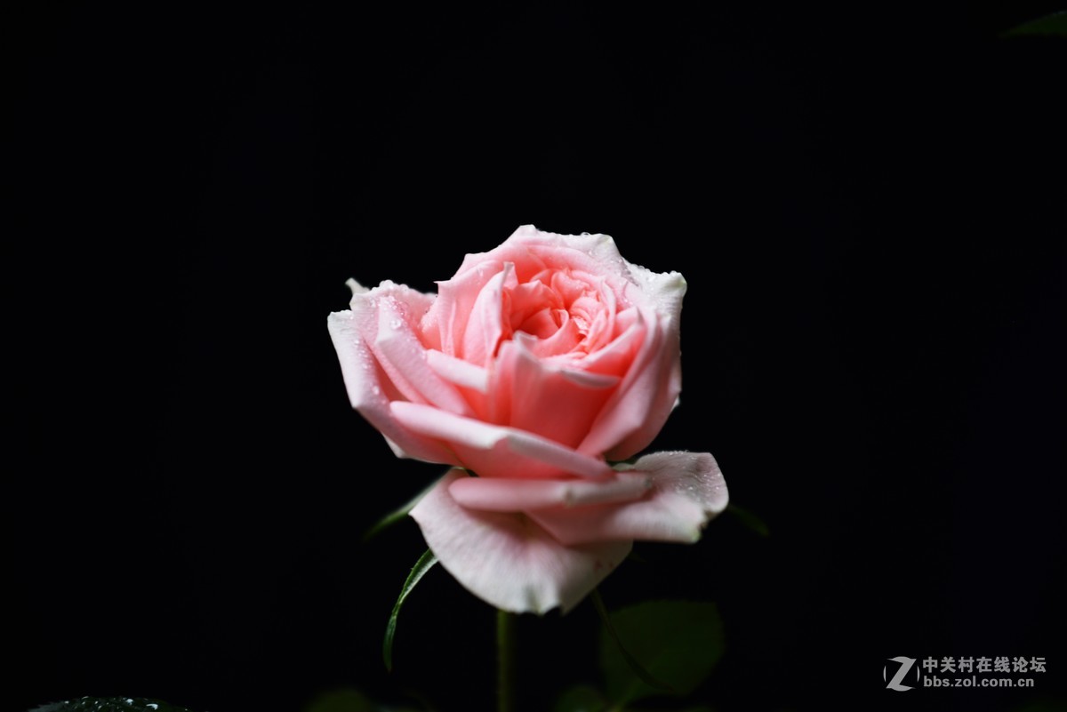 邻家女孩养的花