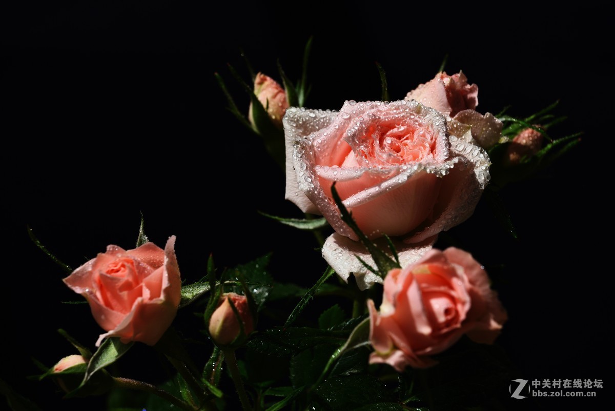 邻家女孩养的花