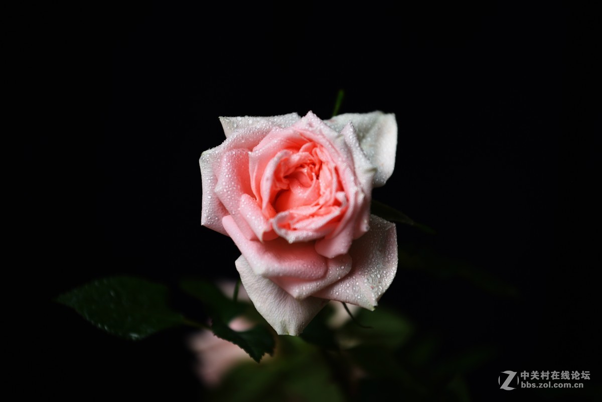 邻家女孩养的花