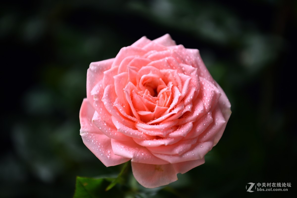 邻家女孩养的花