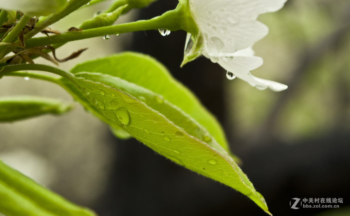 雨后梨花