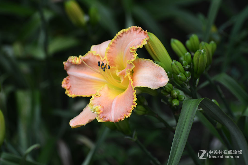 搞不清是百合还是萱草