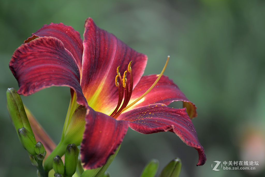 搞不清是百合还是萱草