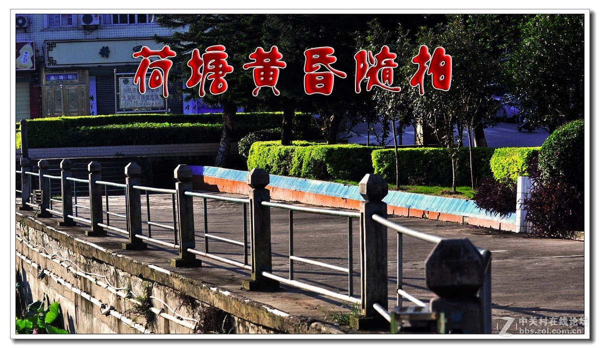 荷塘黄昏随拍