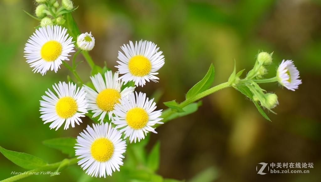 百花加点_百花加点2021_百花怎么加点技能